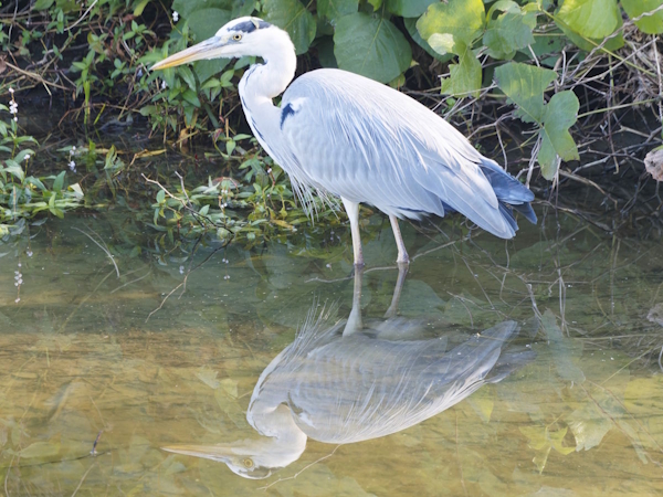 リフレクション写真！
