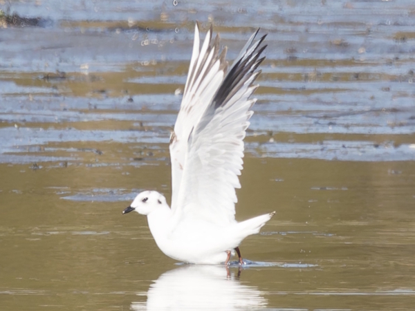 Re: 津屋崎干潟！